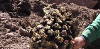 #SANTIAGO Realizan denuncia ante CONAF por destrucción de Yaretas en Cerro El Plomo