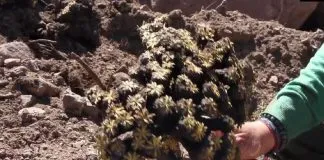 #SANTIAGO Realizan denuncia ante CONAF por destrucción de Yaretas en Cerro El Plomo