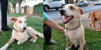 #EPADifunde Rucio, un hermoso perrito en adopción