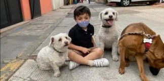 #MUNDO «Adopten, no compren», mensaje de niño que entrevista perros abandonados se vuelve viral