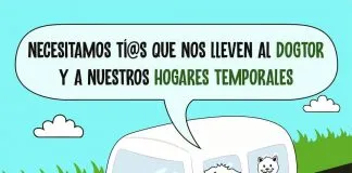 #CAMPAÑAS ¿Cuentas con un vehículo?, ¡súmate como voluntario de transporte de la Fundación Esperanza Animal¡