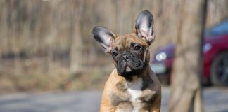 #SALUD Veterinarios de todo el mundo se unen contra la cría de animales braquiocefálicos