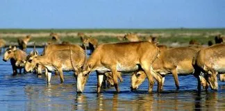 #MUNDO Cientos de antílopes saiga murieron durante una tormenta eléctrica en Kazajistán