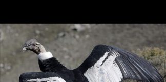 #ARGENTINA Huarpe, el cóndor que fue satisfactoriamente liberado con 4 perdigones en su cuerpo