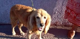 #EPADifunde Clarita, la hermosa abuelita que aún tiene la esperanza de encontrar un hogar