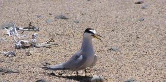 #MUNDO Gaviotin chico recupera su población gracias a esfuerzos conjuntos entre Chile, Perú y Ecuador