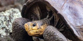 #MUNDO Confirman que tortuga hallada en Galápagos corresponde a especie que se creía extinta hace 100 años