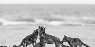 #MUNDO Continúa cruzada para defender a los Lobos en Canadá de los malvados cazadores