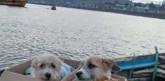 #LOSLAGOS Perritos viajaron en lancha para asistir a jornada de esterilización