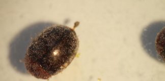 #TENDENCIAS Analizan impacto de los plaguicidas orgánicos y sintéticos en importante insecto chileno