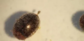 #TENDENCIAS Analizan impacto de los plaguicidas orgánicos y sintéticos en importante insecto chileno