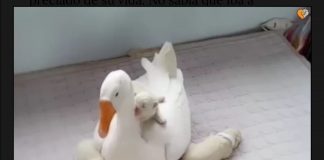 #MUNDO Nana gansa cuida a cachorros Gold Retriever mientras su mamá no está