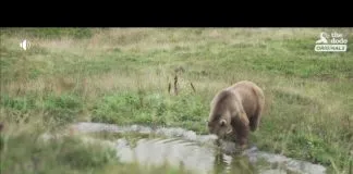 #TENDENCIAS Napa, un oso que pasó 12 años viviendo en una jaula disfruta la nieve por primera vez