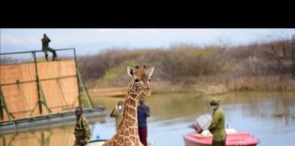 #MUNDO Rescatan a 9 jirafas de una isla a punto de hundirse