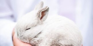 #MIRADANACIONAL ¿#SaveRalph llevará a Chile a convertirse en el próximo país en prohibir las pruebas en animales para cosméticos?