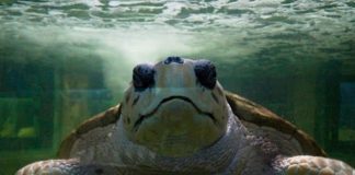 #PUNTOLEGAL Piden la libertad de Jorge, el tortugo del Acuario de Mendoza