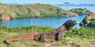 #MUNDO Kenia realizará su primer censo de animales salvajes