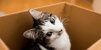 #COMPORTAMIENTOANIMAL Los gatos no pueden resistirse a una caja, afirma la ciencia