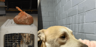 #SANTIAGO Perrito abandonado en el terminal fue rescatado