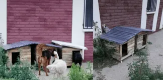 #OHIGGINS Agrupación animalista construye casas para canes abandonados en Coltauco