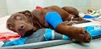 #TENDENCIAS ¿Cómo proporcionarles a los animales primeros auxilios durante emergencias?, ¡aprende más en el nuevo curso de OTEC Colmevet !