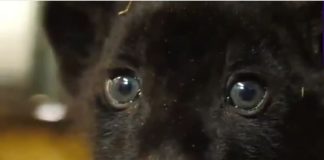 #MUNDO Nace un cachorro negro de jaguar cuya especie está en peligro de extinción