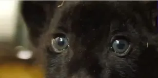 #MUNDO Nace un cachorro negro de jaguar cuya especie está en peligro de extinción