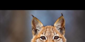 #TENDENCIAS Nacen crías de lince boral tras estar extintos desde hace un siglo