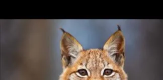 #TENDENCIAS Nacen crías de lince boral tras estar extintos desde hace un siglo