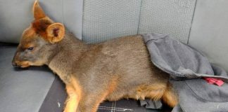 #LOSRIOS Rescataron a pudu que se encontraba herido en un sector rural