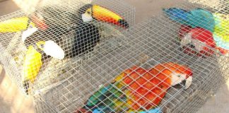 #TARAPACA 234 animales han sido decomisados durante los últimos 10 años por tráfico en la región