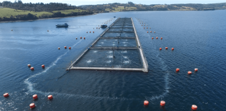 #TENDENCIAS Estudio determinó los factores que ocasionaron la mayor mortandad de peces en el mundo