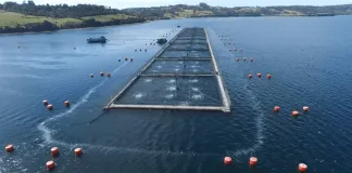 #TENDENCIAS Estudio determinó los factores que ocasionaron la mayor mortandad de peces en el mundo