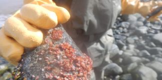 #TENDENCIAS Estudio reveló dos especies desconocidas de diminutos bivalvos en el Océano Austral