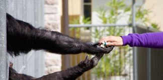 #CAMPAÑAS ¡Fundación Justicia Interespecie busca activistas para trabajar por todos los animales!