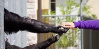 #CAMPAÑAS ¡Fundación Justicia Interespecie busca activistas para trabajar por todos los animales!