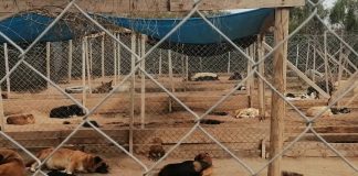 #CAMPAÑAS ¡Ayuda a la Fundación Dónde la Mery a seguir ayudando a los animales!, aportando en la comida de sus rescatados