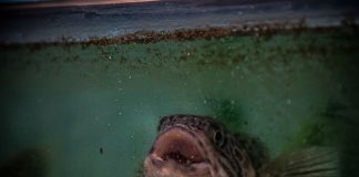 #MAGALLANES INACH logra mantener vivas especies antárticas en acuarios en Punta Arenas