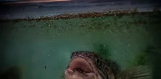 #MAGALLANES INACH logra mantener vivas especies antárticas en acuarios en Punta Arenas