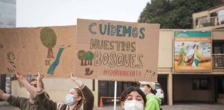 Activistas cuestionaron a las autoridades regionales por el no apoyo a la defensa del Bosque de Reñaca, pese a haberse comprometido