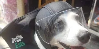 #MUNDO Any, la tierna perrita delivery