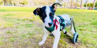 #EPADifunde Ayudemos al pequeño Arturito a encontrar un hogar