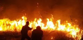 #MUNDO Estudio en Bolivia estima que casi seis millones de animales murieron en la Chiquitania por los incendios del 2019