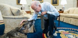 #MUNDO La Casa Blanca anuncia la muerte de ‘Champ’, uno de los perros del presidente Biden