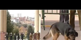 #VALPARAISO Perrito se estira en alfombra roja antes de la última cuenta pública de Piñera