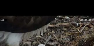 #MUNDO Nace primera águila pescadora albina en España después de décadas