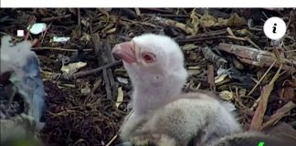 #MUNDO La cría albina de águila pescadora que había nacido no sobrevivió, tristemente