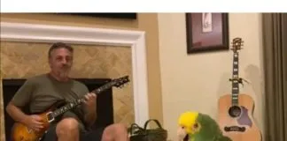 #TENDENCIAS Tico, el loro rockero que la rompe en Internet