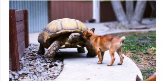 #MUNDO Abuelito tortuga adopta a 4 cachorros