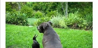#MUNDO Urraca adoptada por una perrita aprende a ladrar